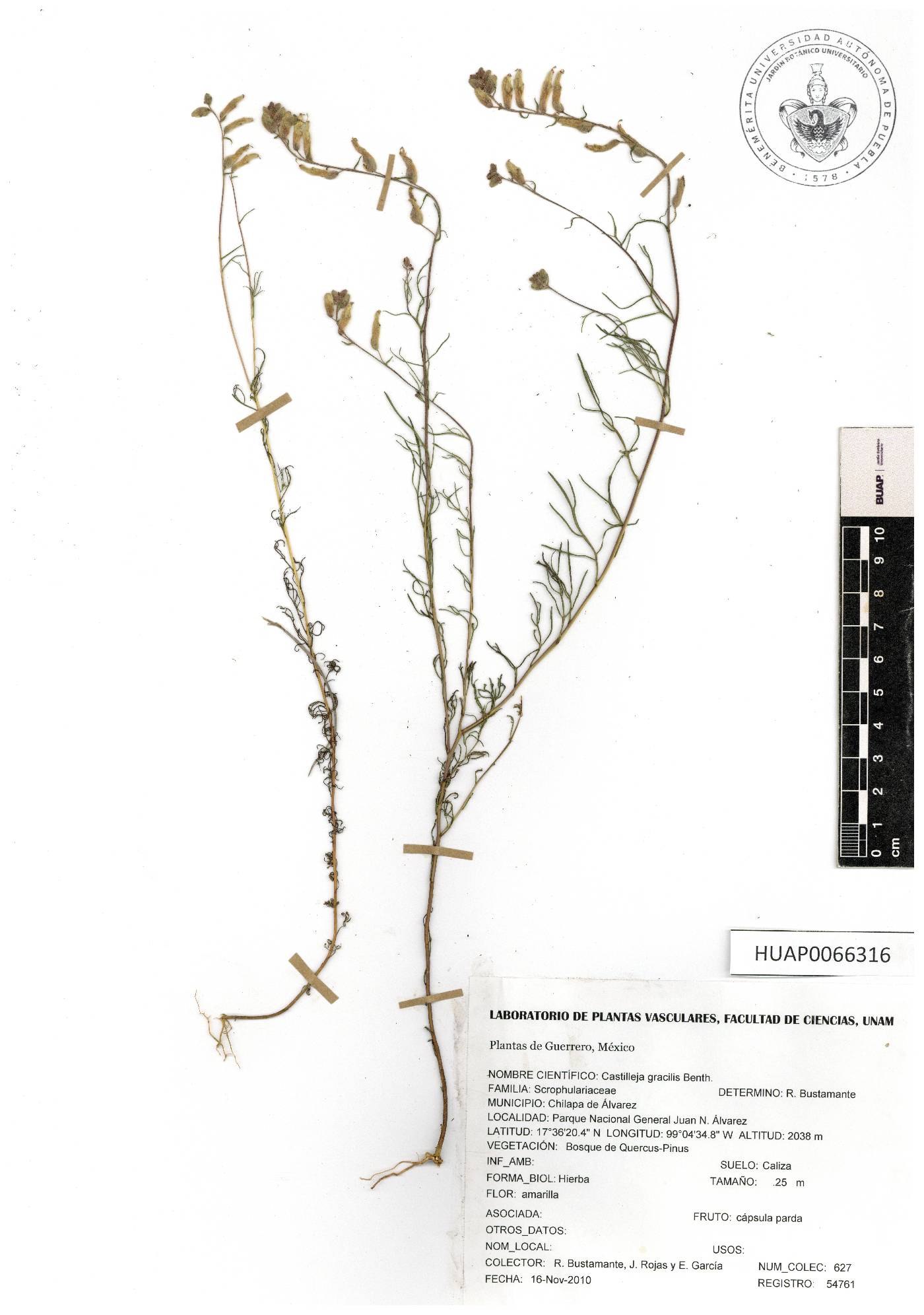 Castilleja gracilis image