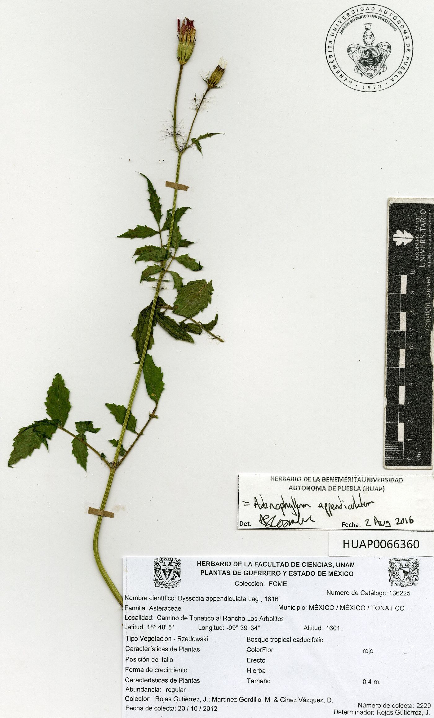 Adenophyllum appendiculatum image