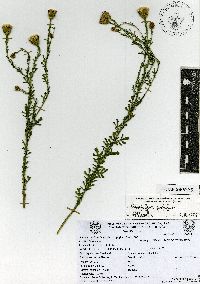 Adenophyllum porophyllum image