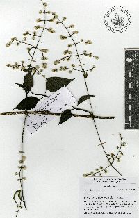 Iresine angustifolia image