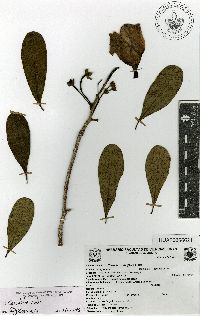 Cascabela ovata image