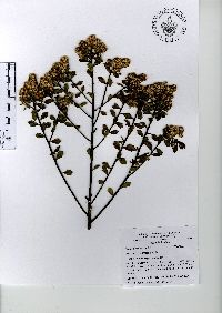 Baccharis conferta image