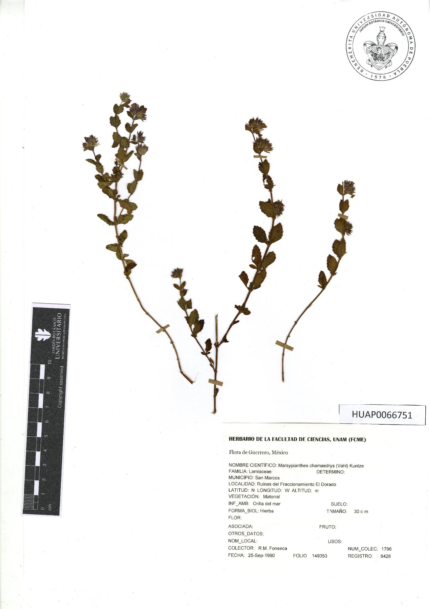 Marsypianthes chamaedrys image