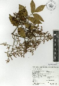 Rhus nelsonii image