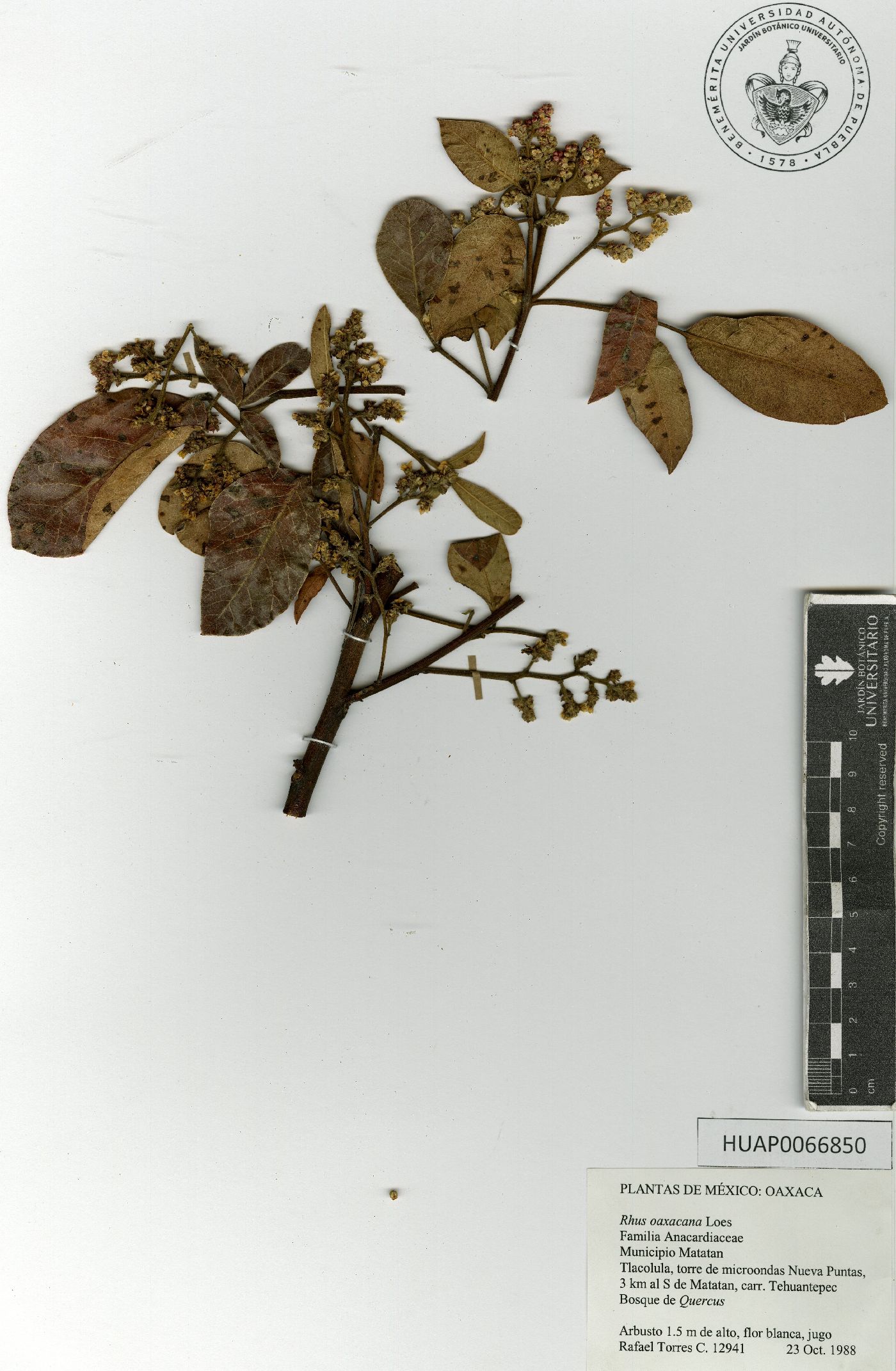 Rhus oaxacana image