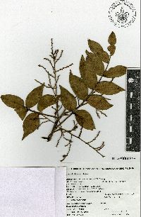 Image of Rhus nelsonii