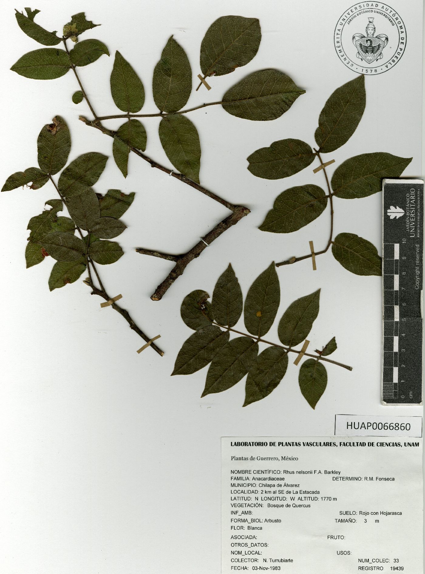 Rhus nelsonii image