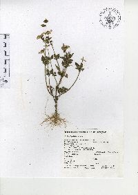Bidens mollifolia image