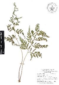 Anemia adiantifolia image