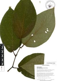 Piper lapathifolium image