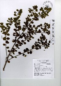 Baccharis conferta image