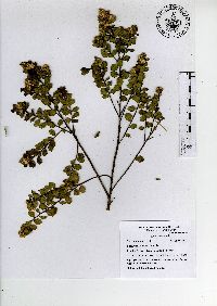 Baccharis conferta image