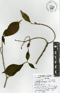 Tabernaemontana glabra image