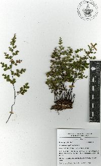 Adiantum capillus-veneris image