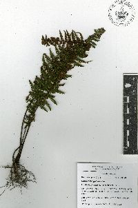 Notholaena galeottii image