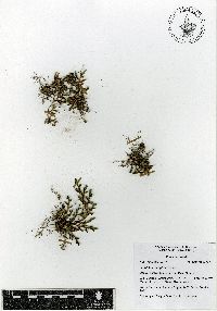 Selaginella wrightii image