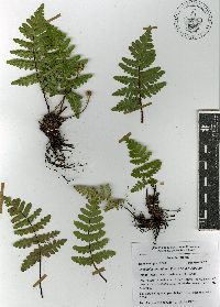 Cheiloplecton rigidum var. rigidum image