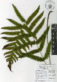 Leptogramma pilosa image