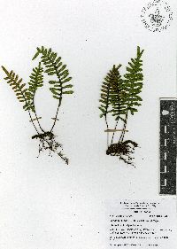 Pleopeltis madrensis image