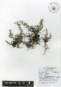 Selaginella wrightii image