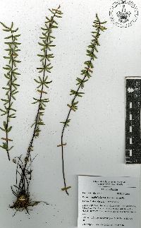 Pellaea ternifolia subsp. ternifolia image