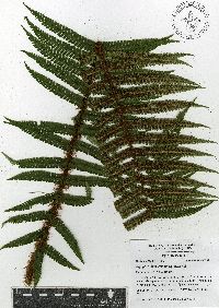 Dryopteris wallichiana image