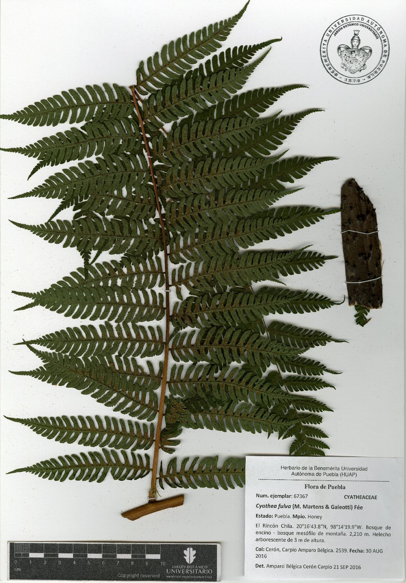 Cyathea fulva image