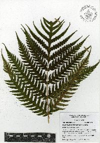 Woodwardia semicordata image