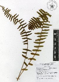 Nephrolepis pectinata image