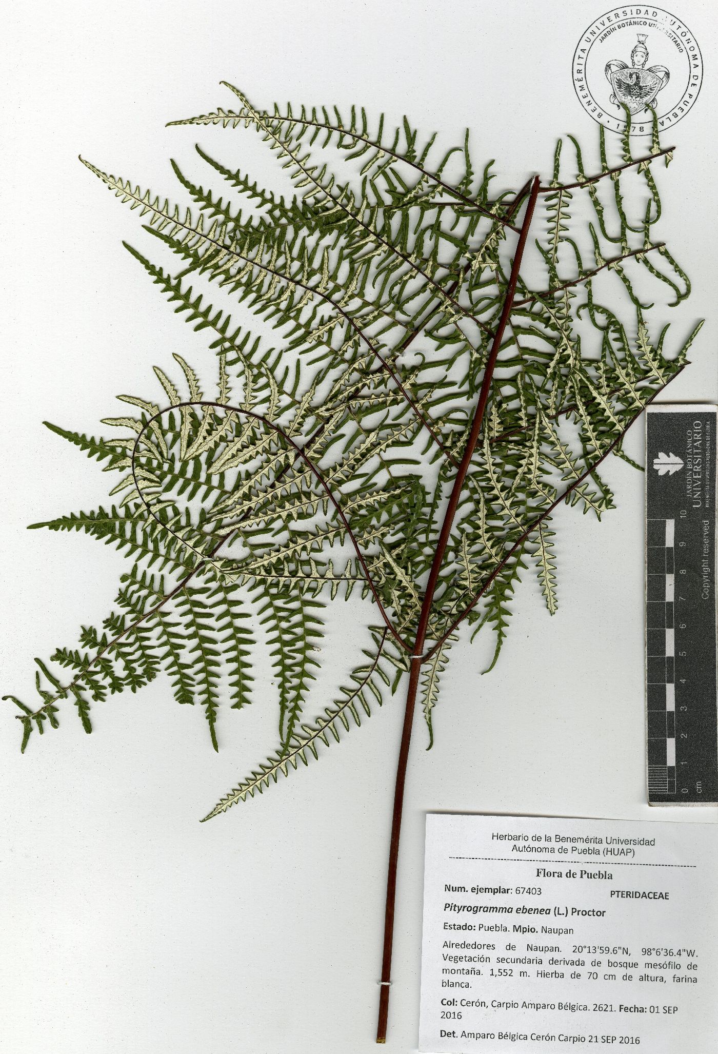 Pityrogramma ebenea image