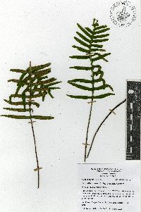 Pleopeltis madrensis image