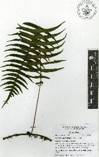 Serpocaulon falcaria image