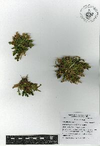 Selaginella pallescens image