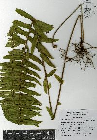 Nephrolepis hirsutula image