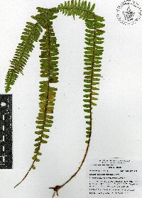 Nephrolepis cordifolia image