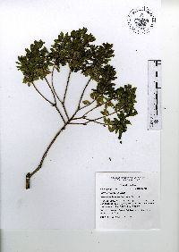 Baccharis conferta image