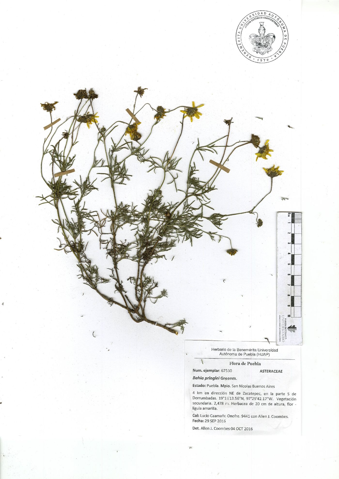 Picradeniopsis pringlei image