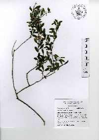 Baccharis mexicana image