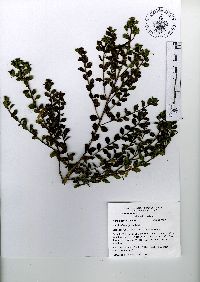 Baccharis conferta image