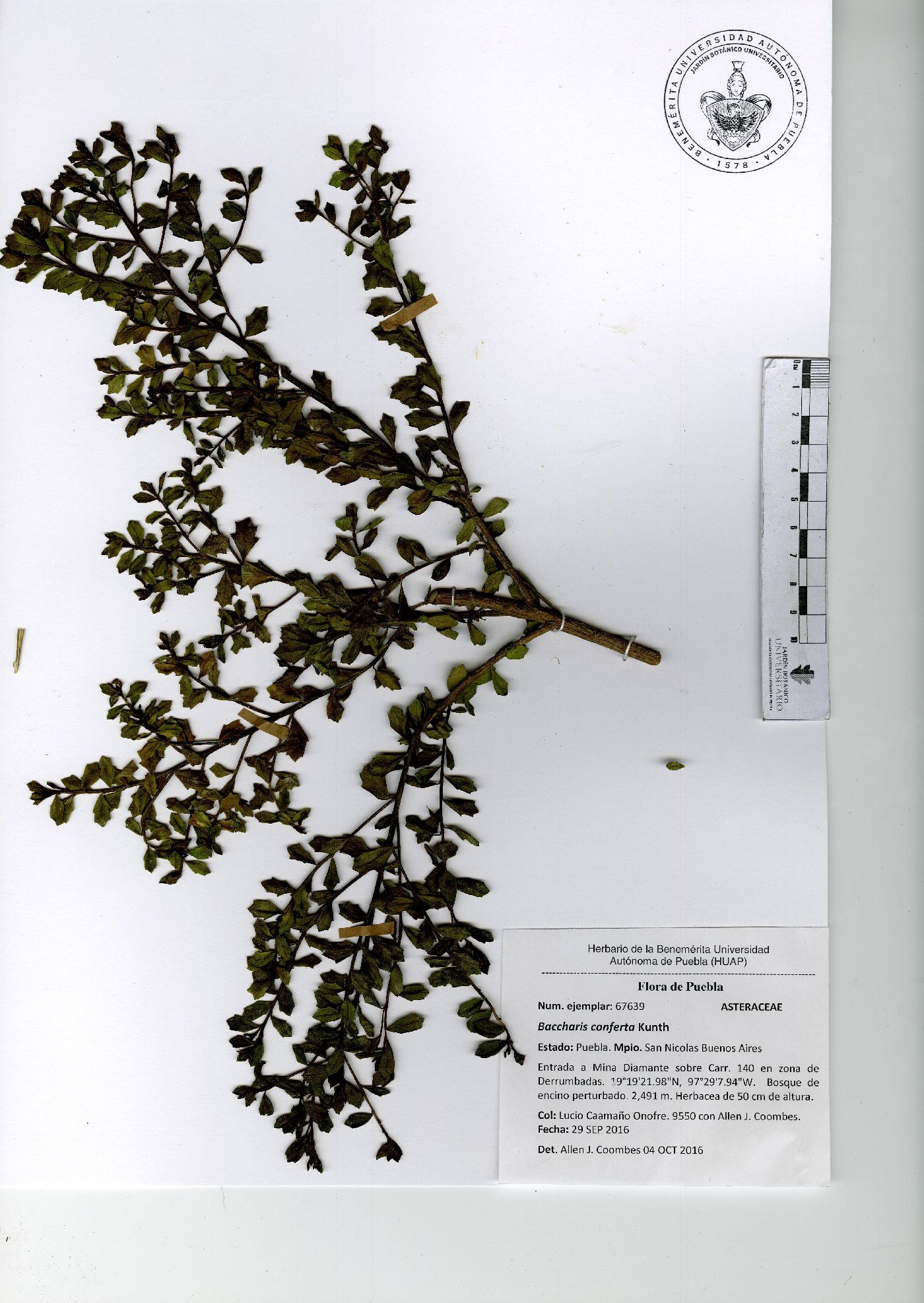 Baccharis conferta image