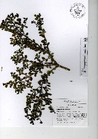 Baccharis conferta image