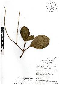 Peperomia obtusifolia image