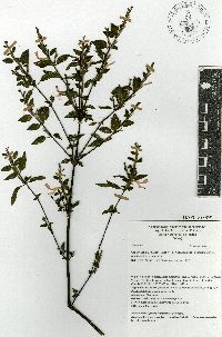 Image of Hypoestes phyllostachya