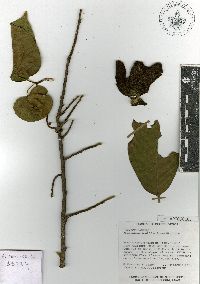 Image of Sapranthus foetidus