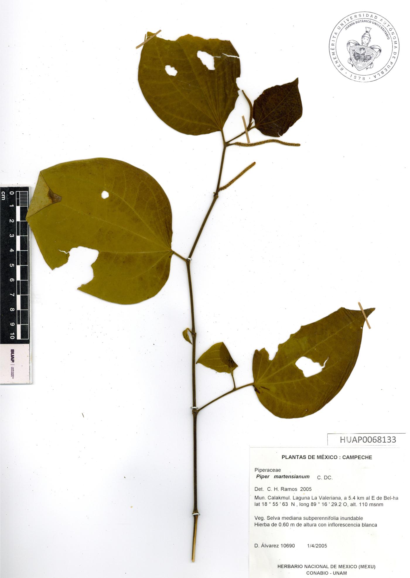 Piper martensianum image