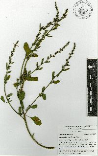 Chenopodium berlandieri image