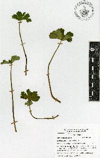 Hydrocotyle ranunculoides image