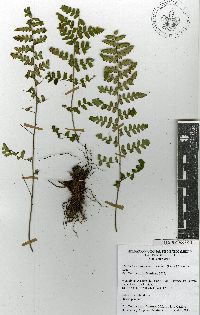 Cheilanthes lozanoi image