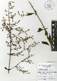 Iresine angustifolia image