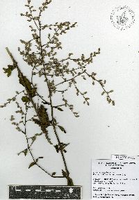 Iresine angustifolia image